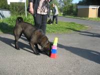 Hundeschule Bad Orb_Rallye1